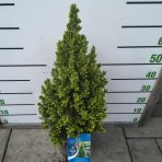  Smrek biely (Picea glauca) ´PERFECTA´ – výška 70-80 cm, kont. C7,5L